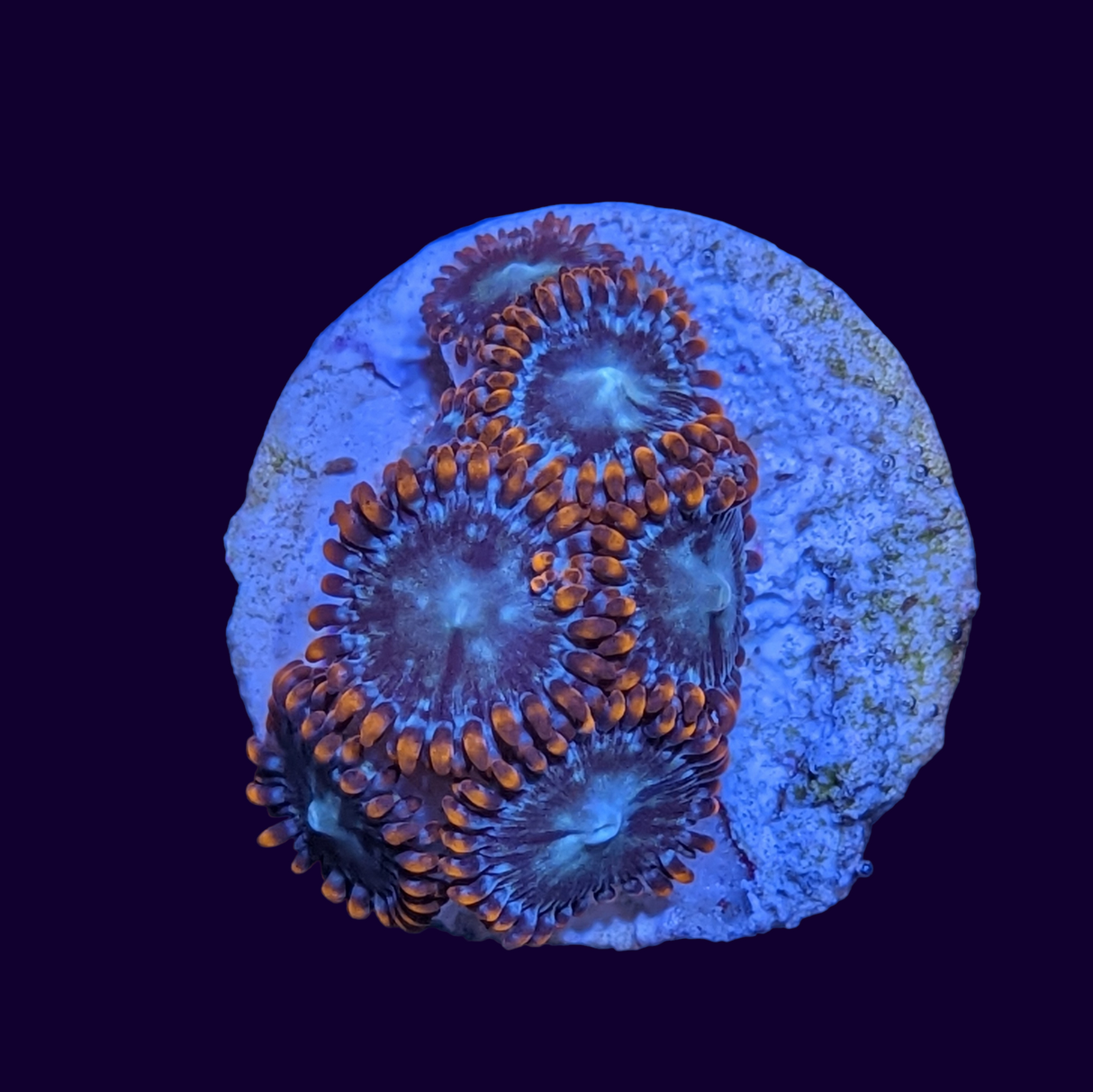 Alpha and Omega Zoa Frag