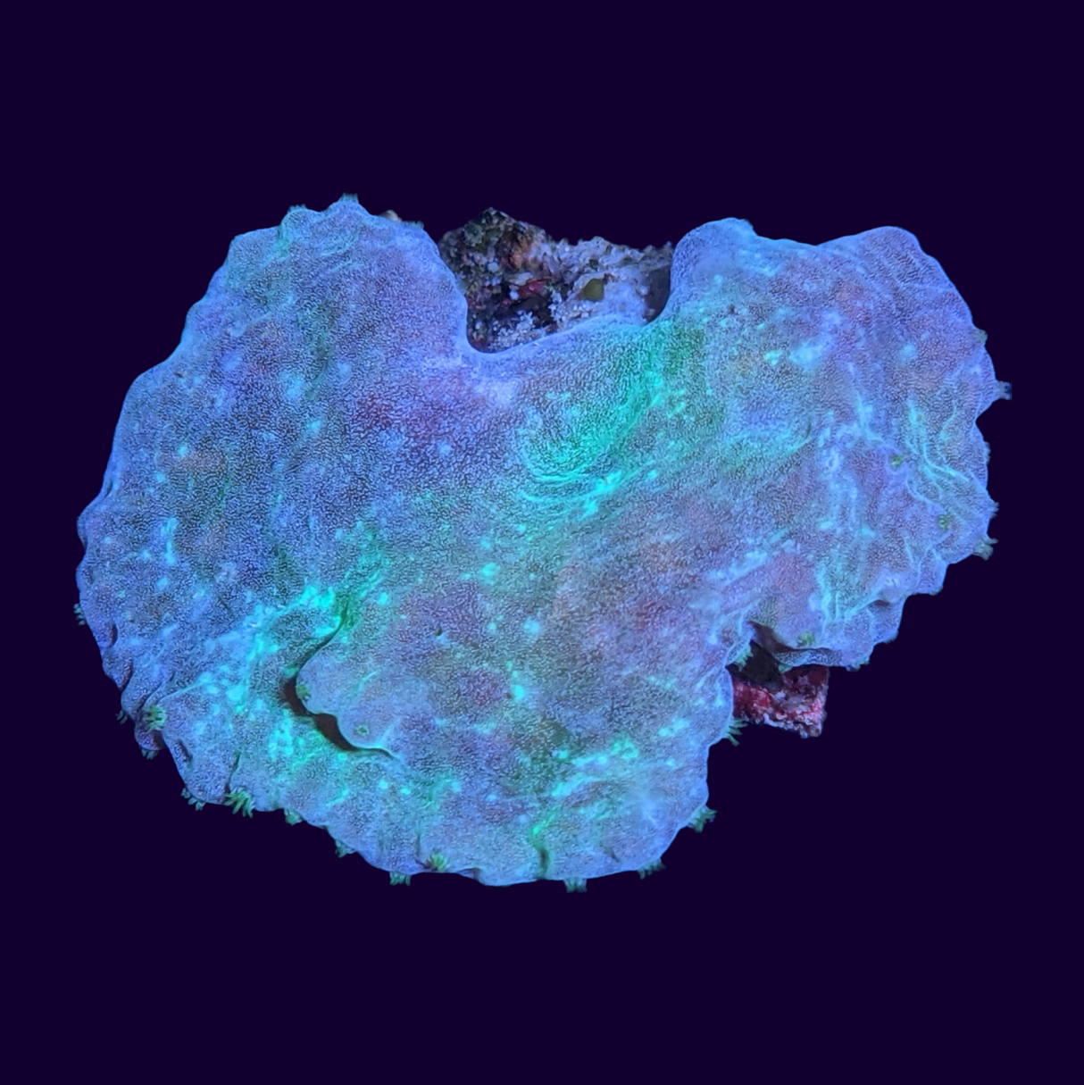 Aqua Green Sinularia Dura Cabbage Coral