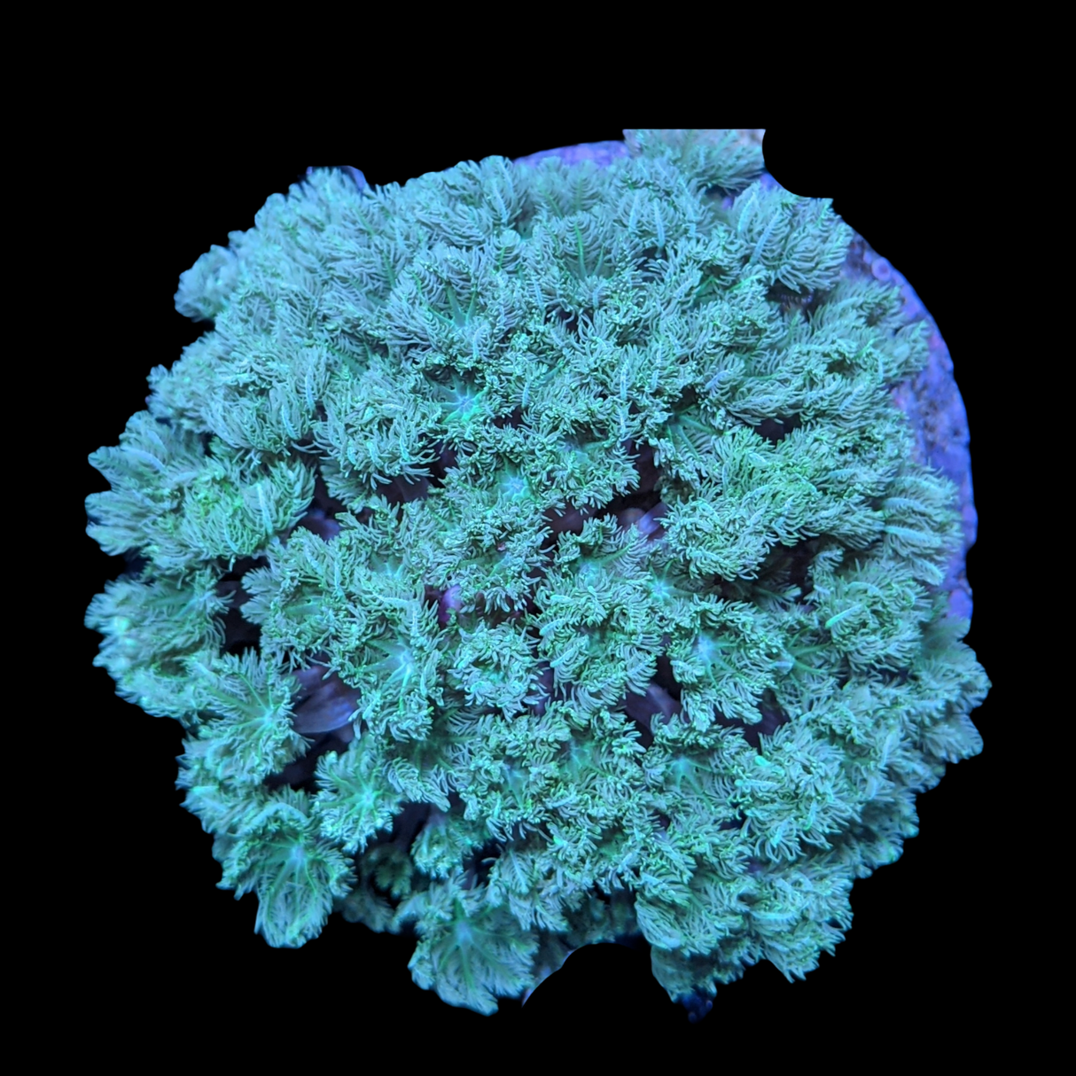 Aquacultured Green Clove Polyp Colony