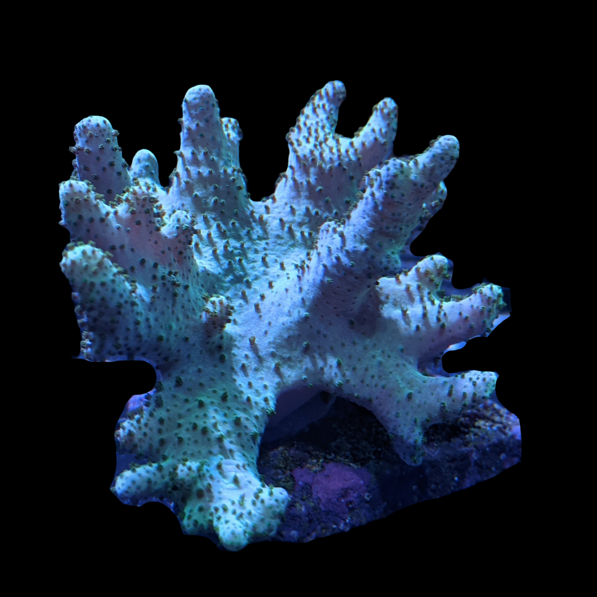 Aquacultured Green Lobophyton Leather Colony