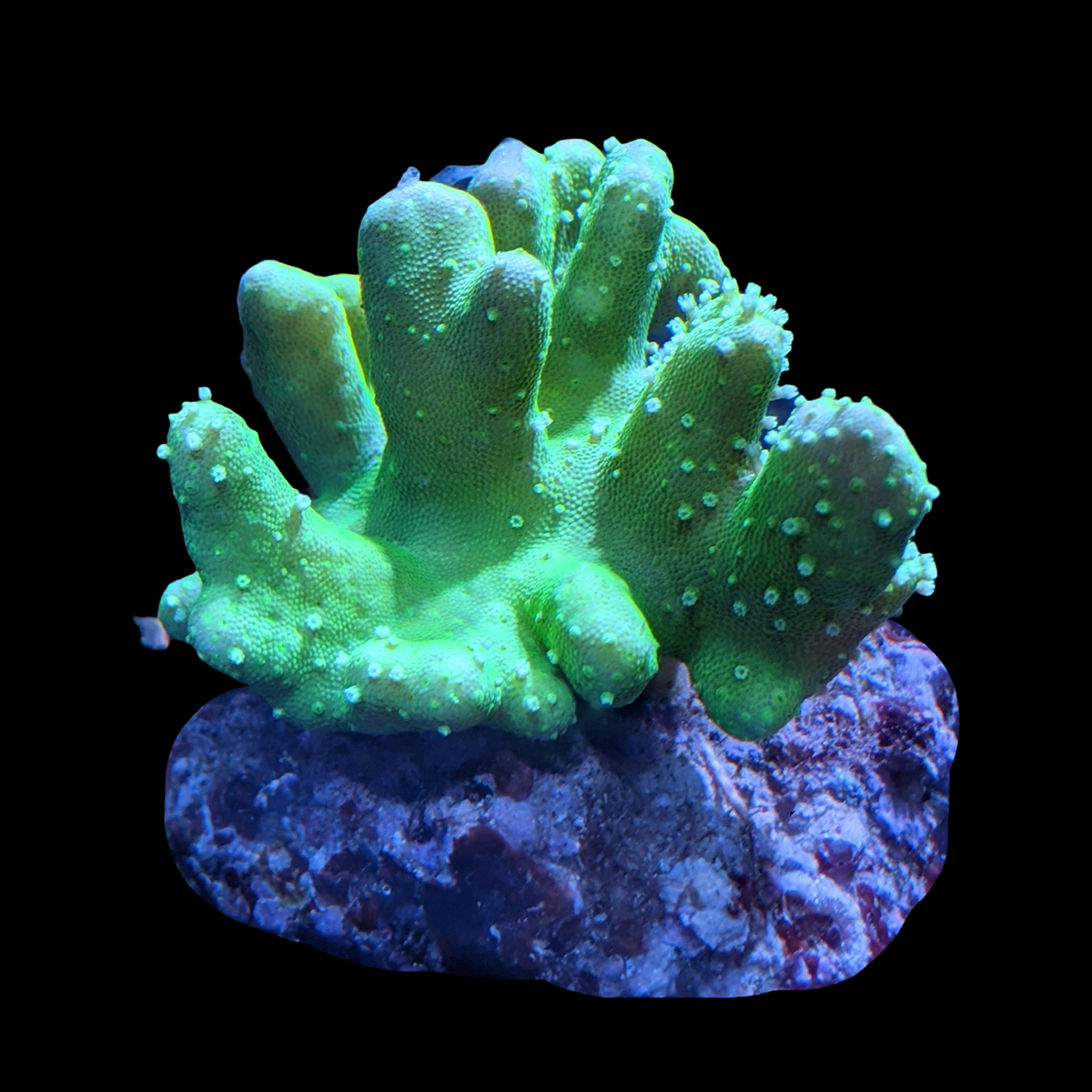 Aquacultured Green Lobophyton Leather Colony