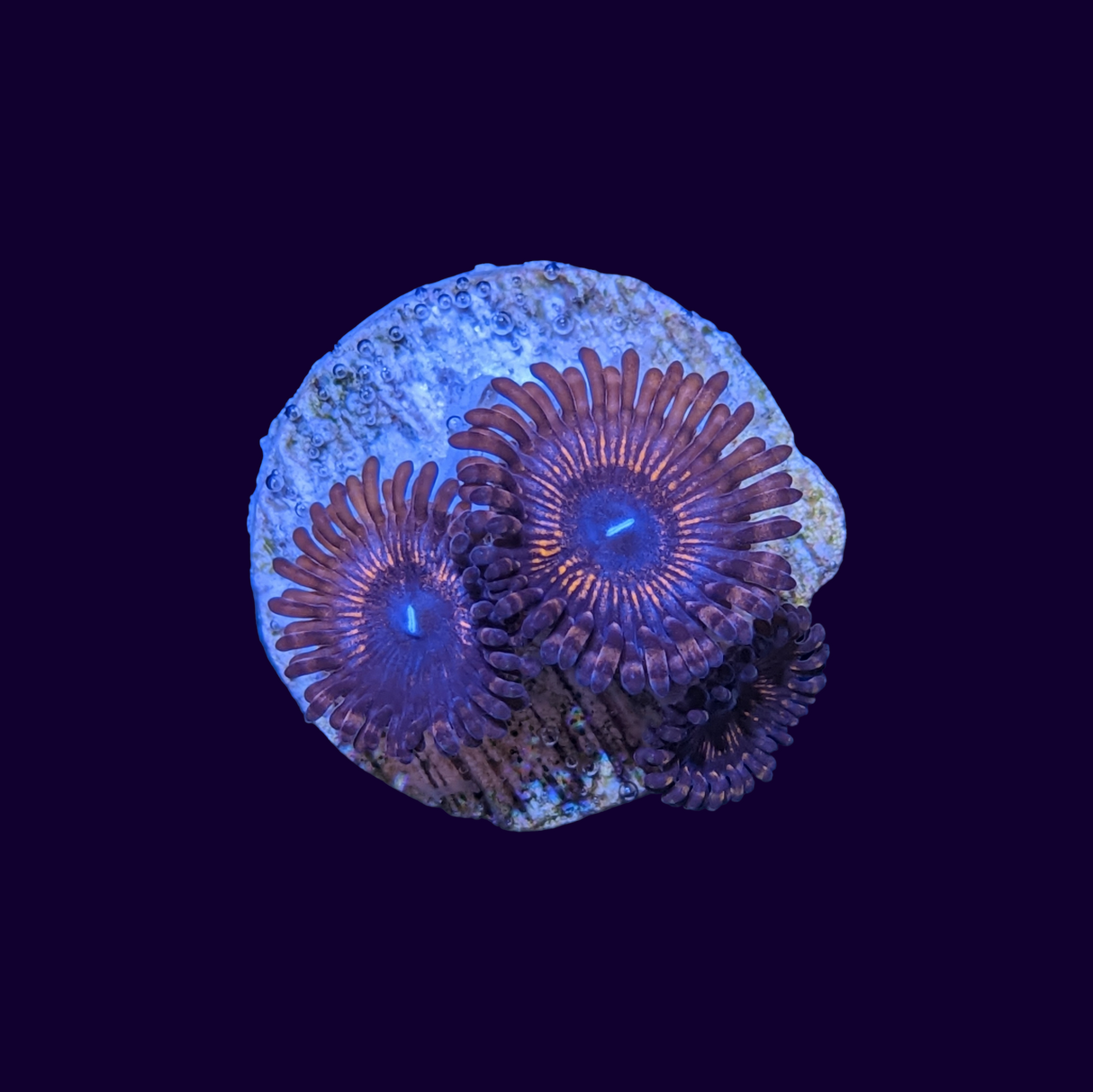 Armageddon Zoa Frag