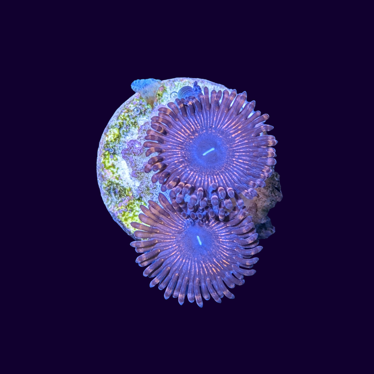 Armageddon Zoa Frag