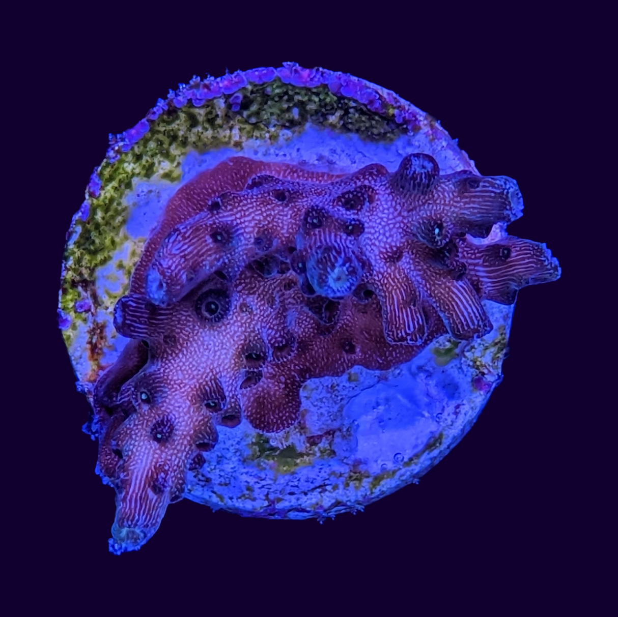 Table Acropora Frag (UK Grown)