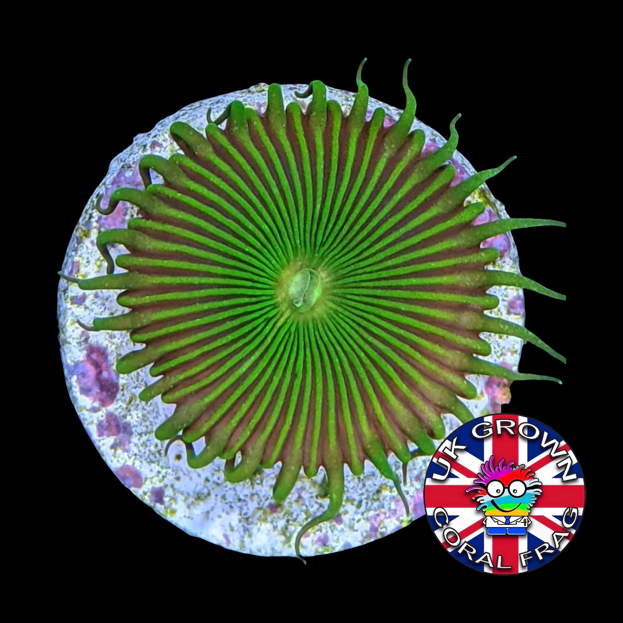 Toxic Green Paly Zoa Frag (UK Grown)