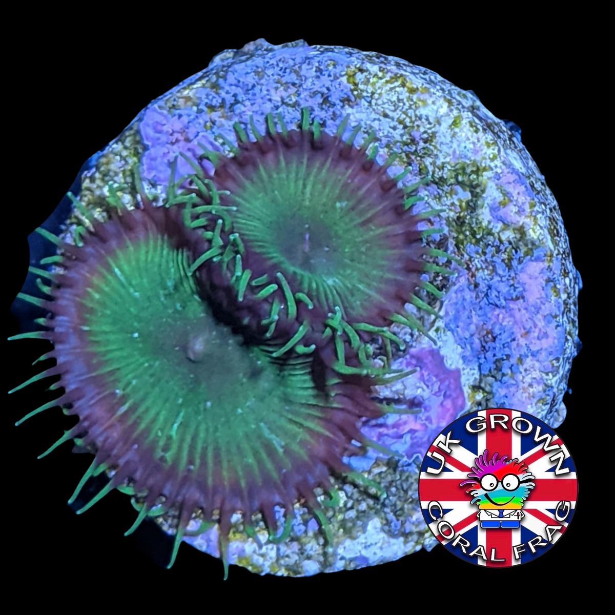 Green Paly Zoa Frag (UK Grown)