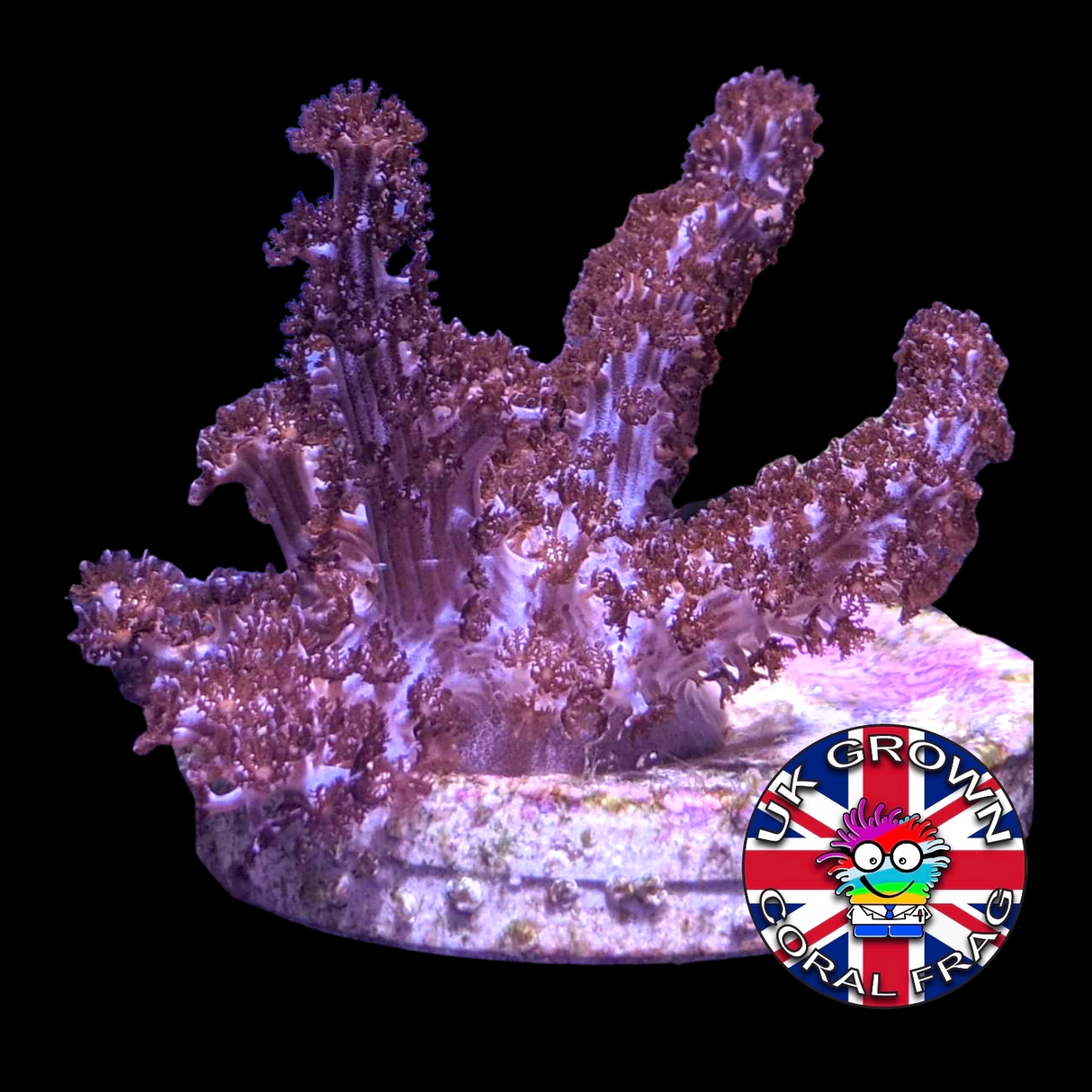 Cladiella Halversoni (UK Grown)
