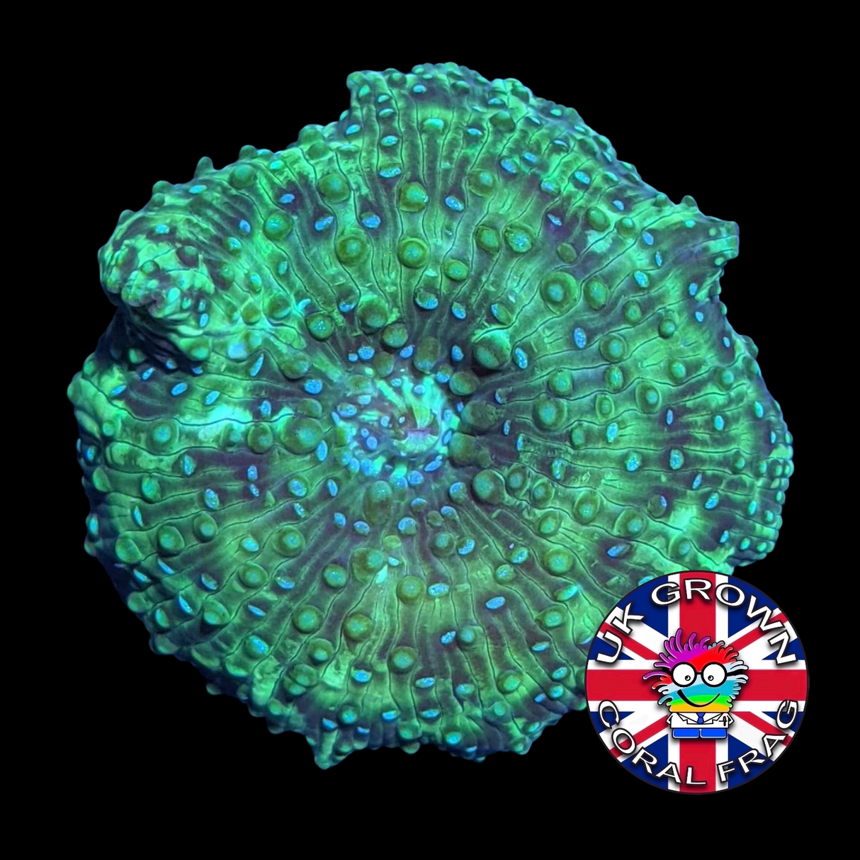 Galactix Mushroom (UK Grown)