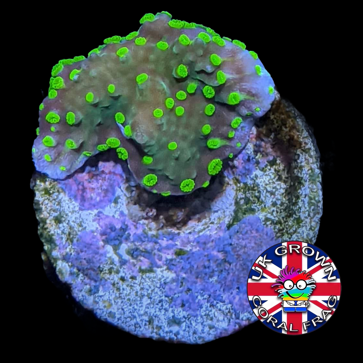 Hirsuta Montipora (UK Grown)