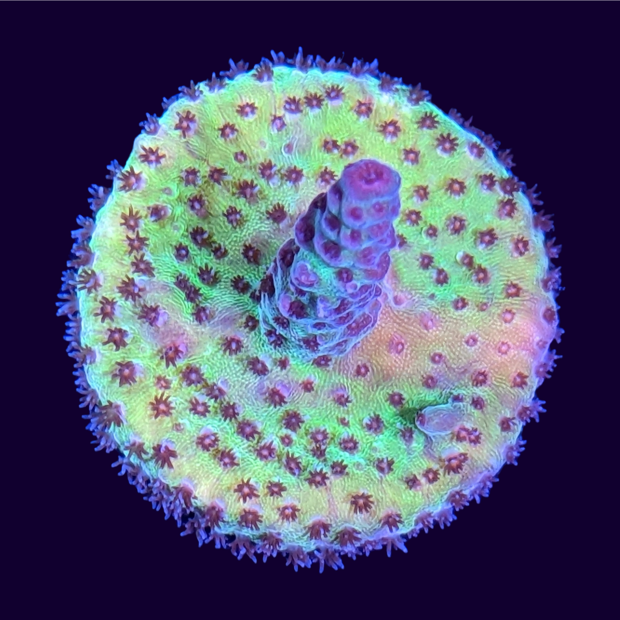 Tri-colour Acropora Frag (UK Grown)