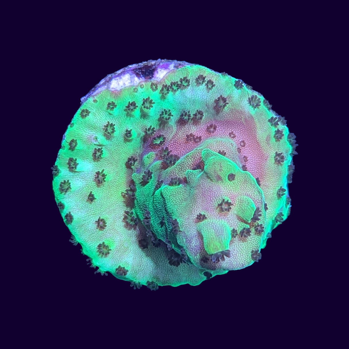 Acropora Frag (UK Grown)