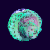 Acropora Frag (UK Grown)