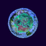 Acropora Frag (UK Grown)