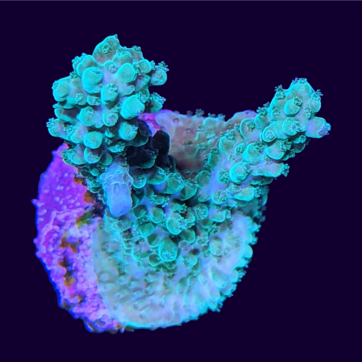 Acropora Frag (UK Grown)