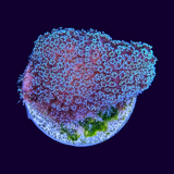 Blue Polyp Stylophora