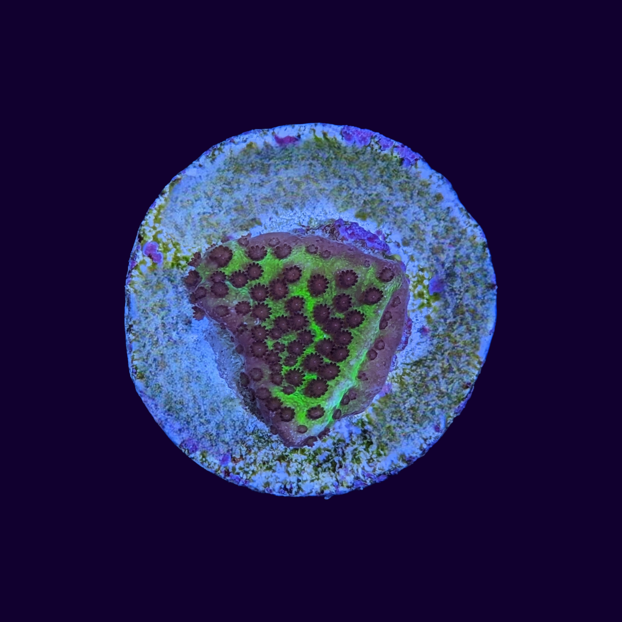 Montipora