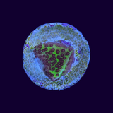 Montipora