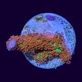 Forrest of Fire Montipora digitata (UK Grown)