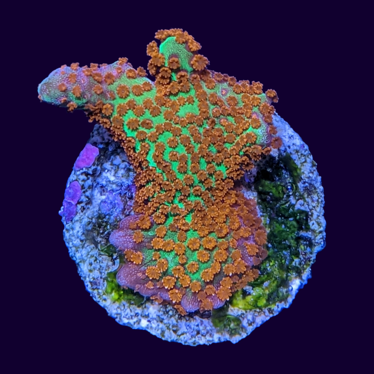 Forest of Fire Montipora digitata (UK Grown)