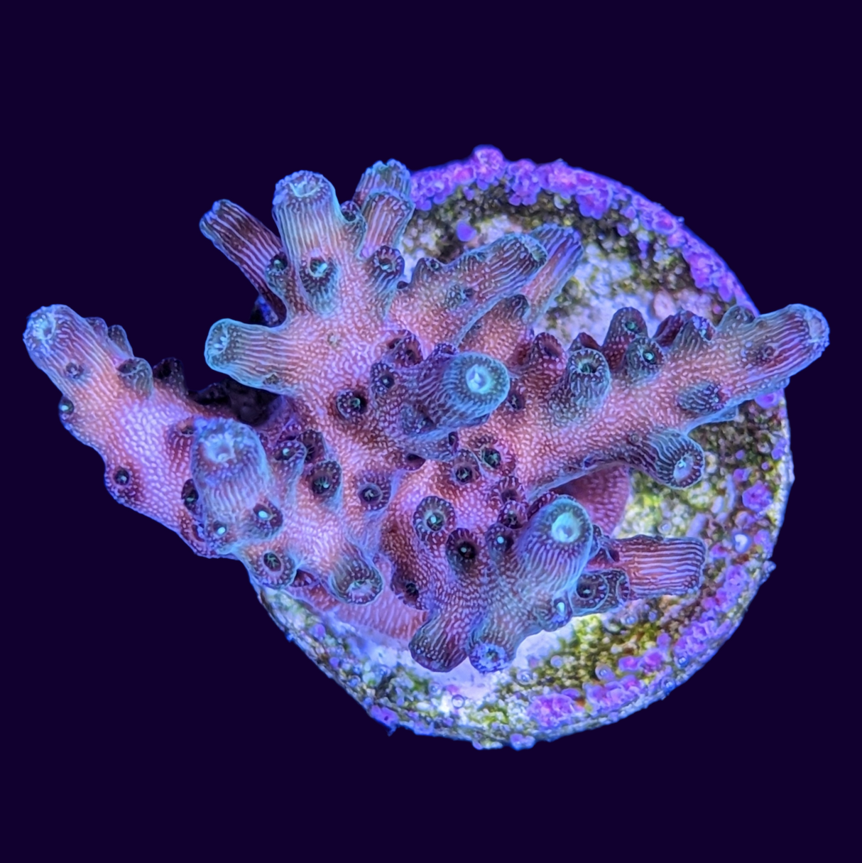 Table Acropora Frag (UK Grown)