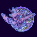 Table Acropora Frag (UK Grown)
