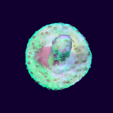 Acropora Frag (UK Grown)