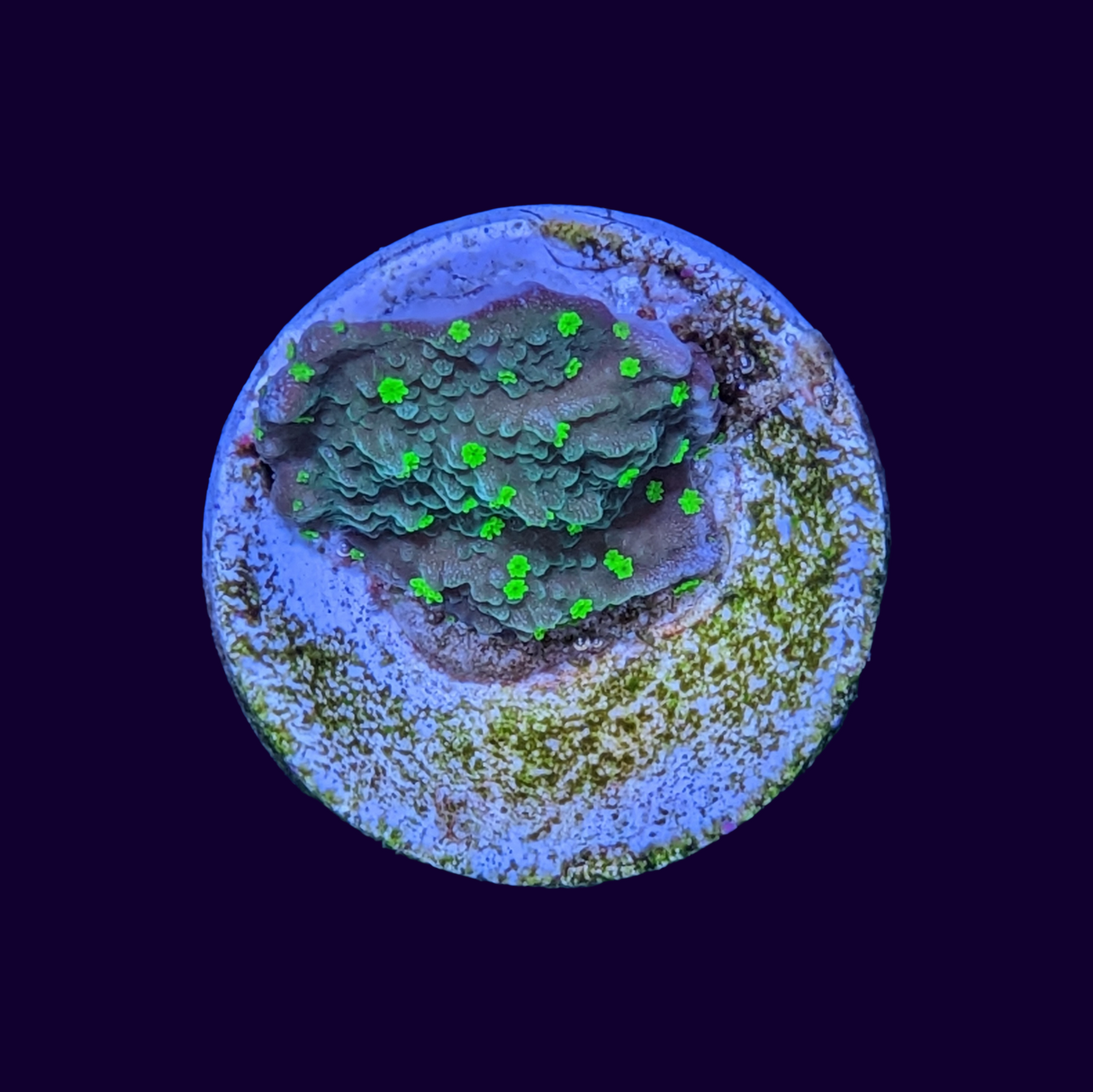Hirsuta Montipora (UK Grown)