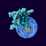 Table Acropora Frag (UK Grown)