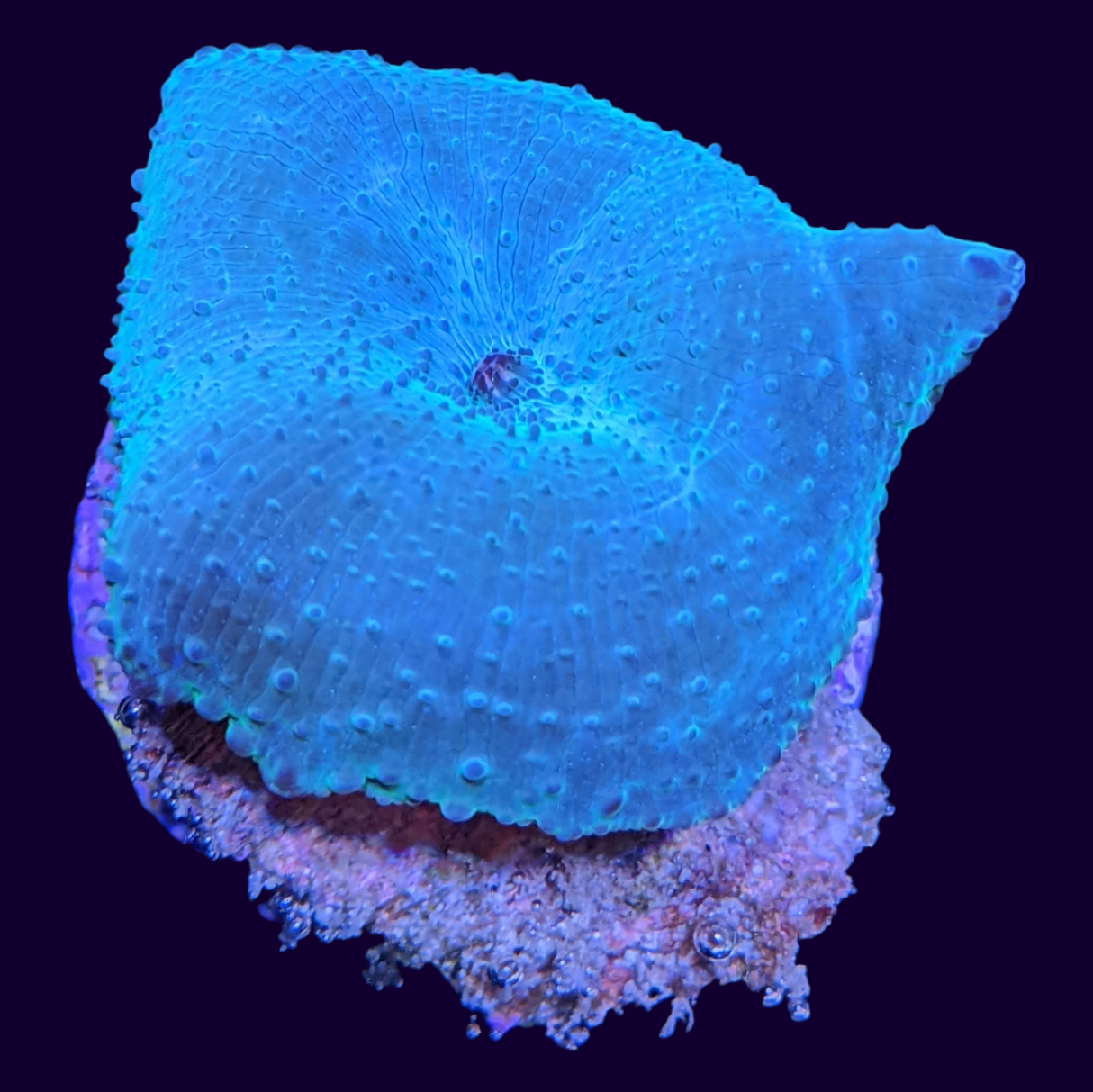 Blue Discosoma Mushroom