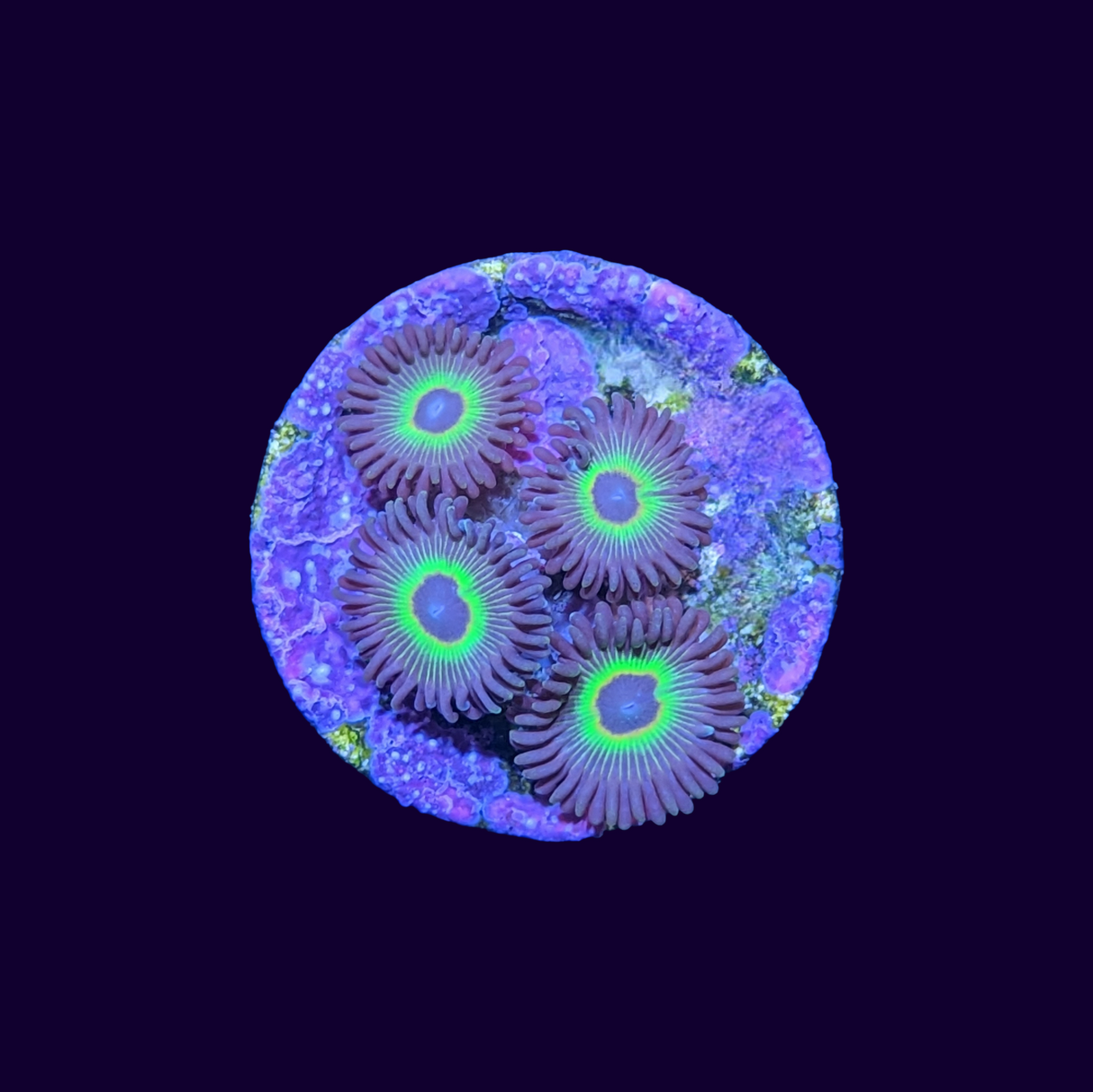 Bob Marley Zoa Frag