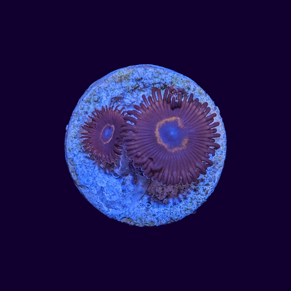 Bullseye Zoa Frag