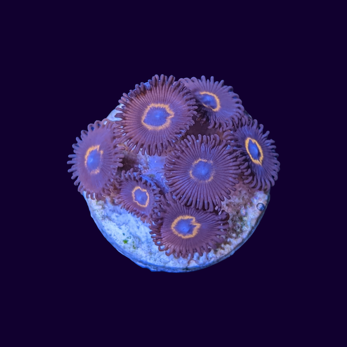 Bullseye Zoa Frag