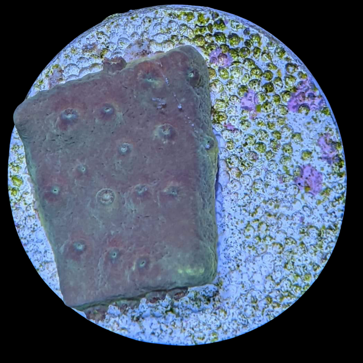 Green Cup Turbinaria