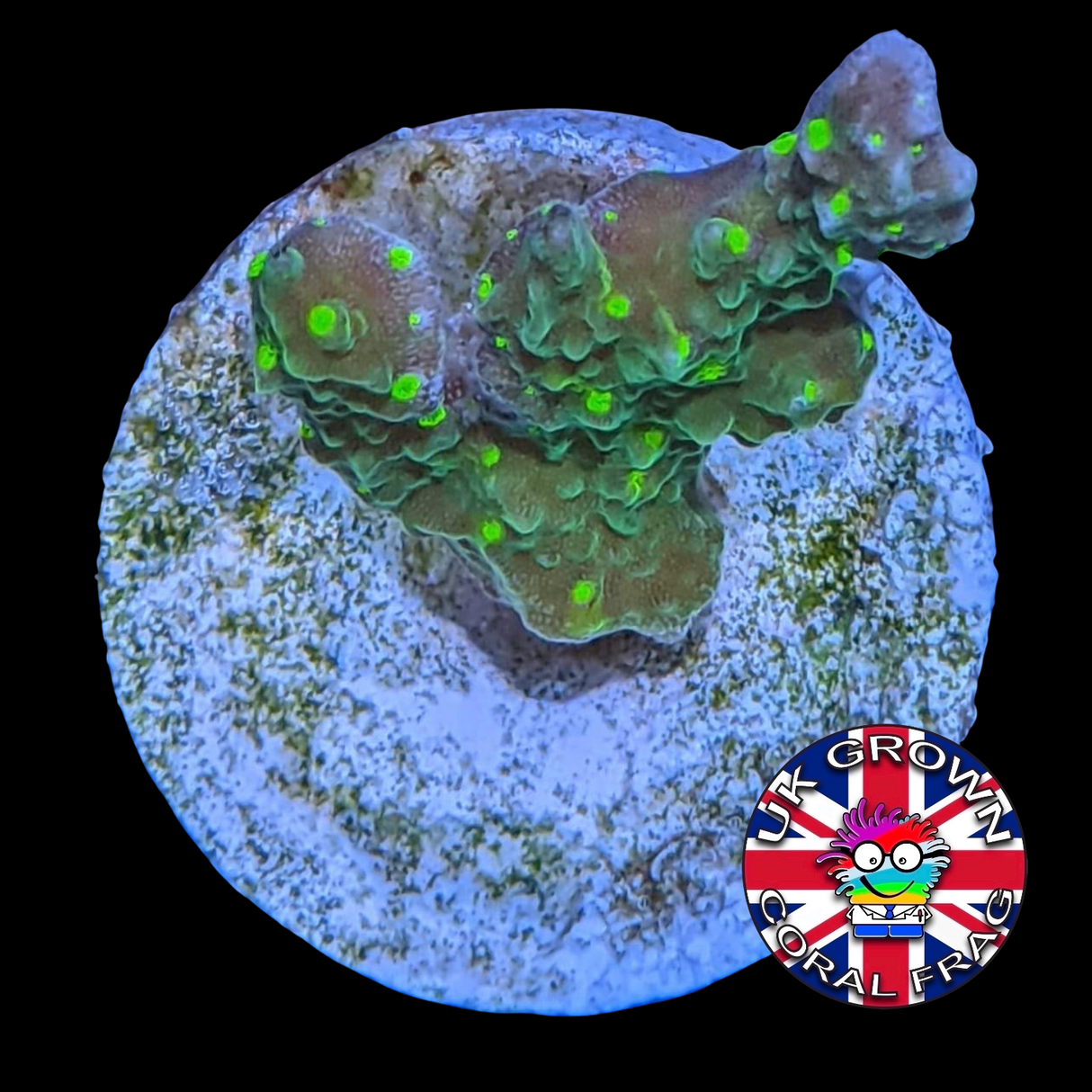 Hirsuta Montipora (UK Grown)