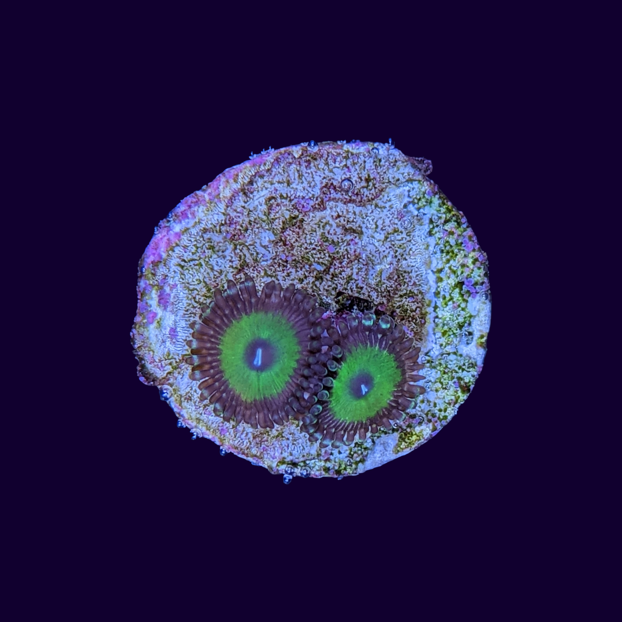 Candy Apple Zoa Frag