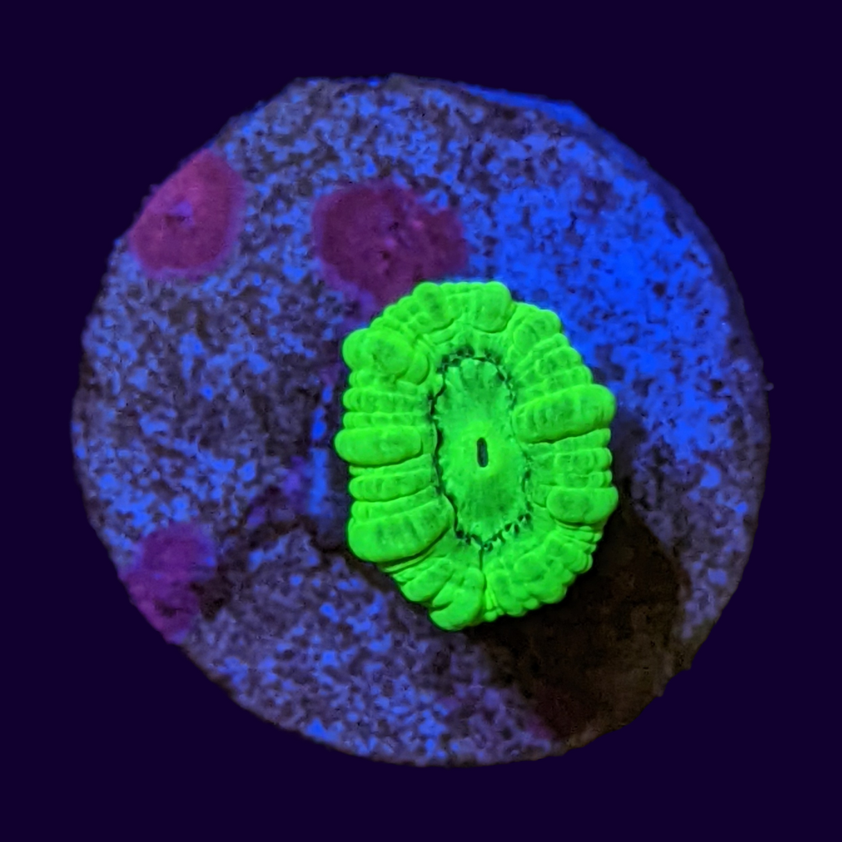 Neon Green Candy Cane