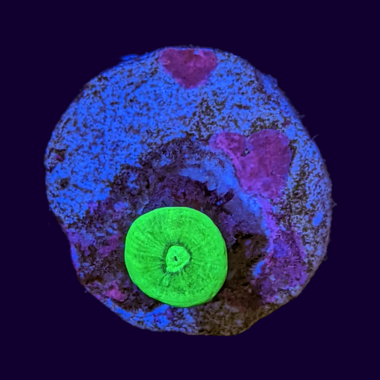 Neon Green Candy Cane