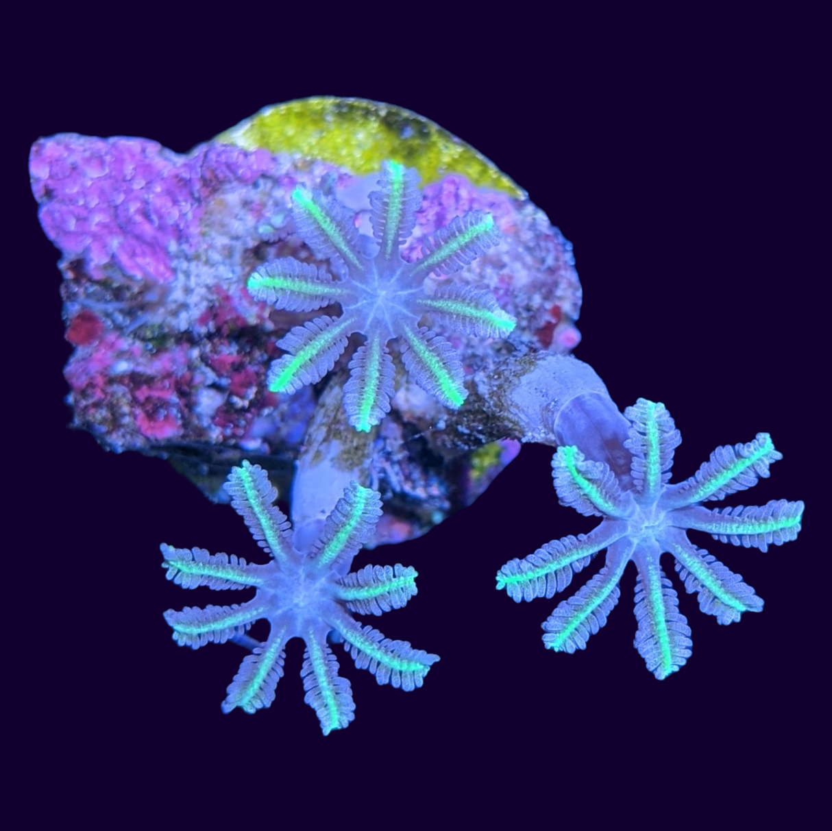 Clove polyps