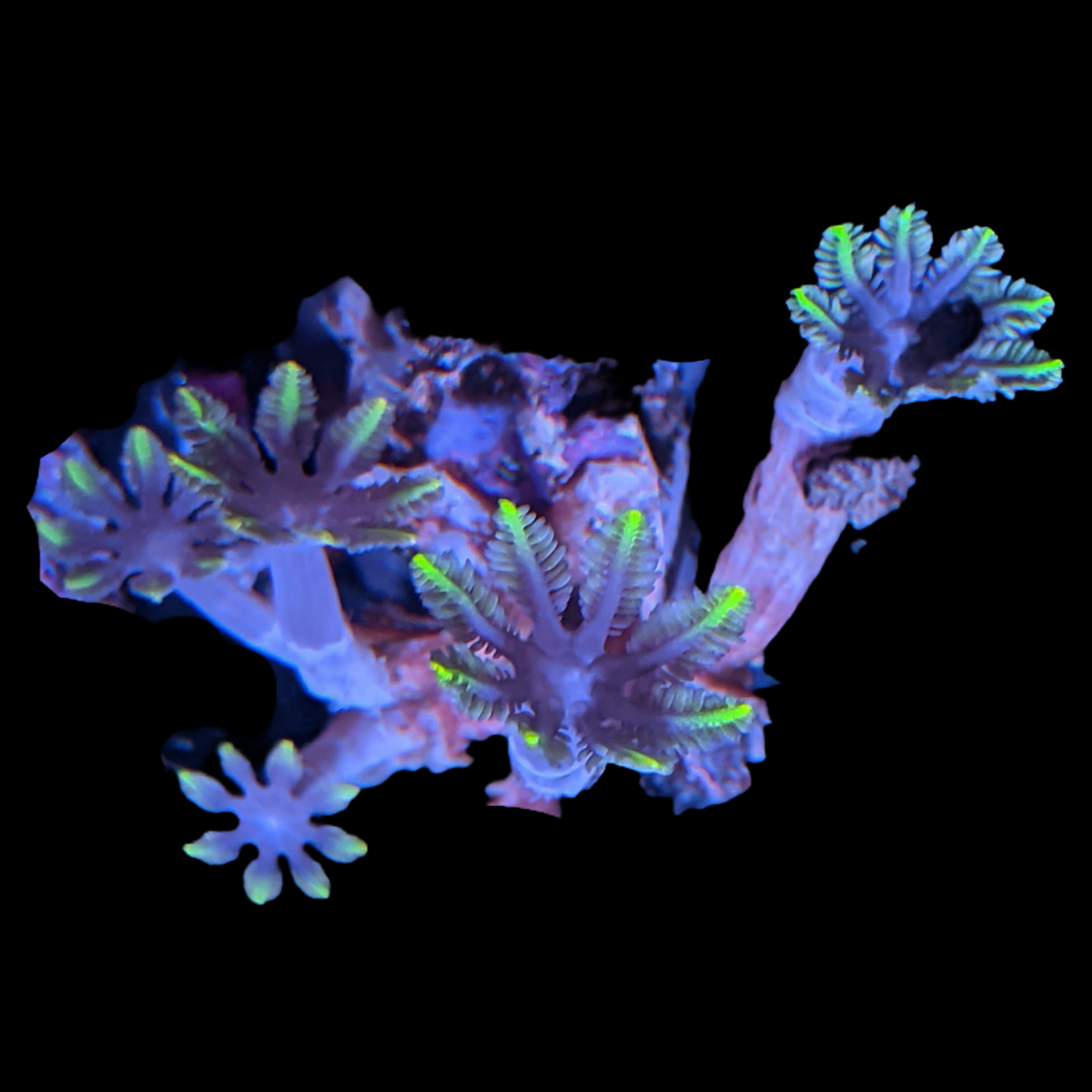 Clove polyps