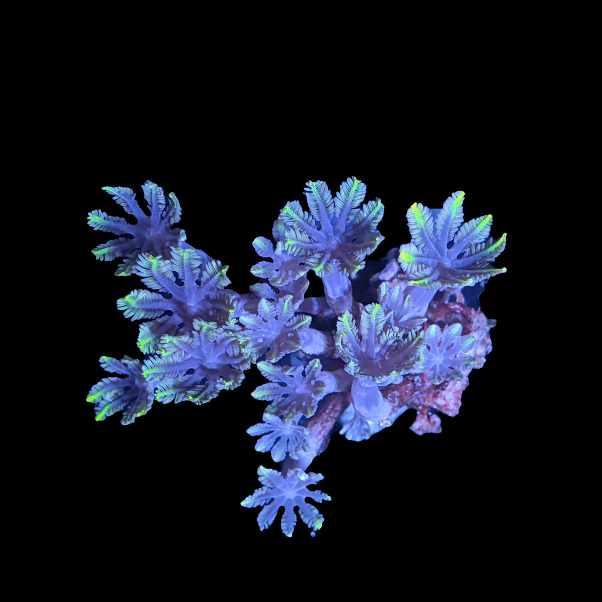 Clove polyps