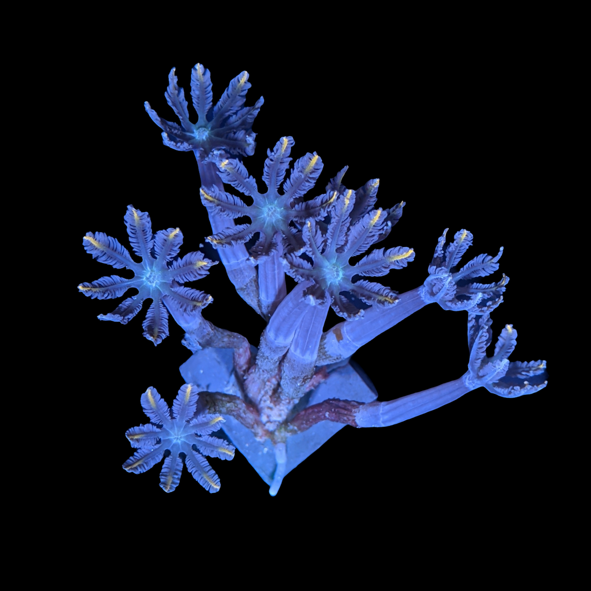Clove polyps