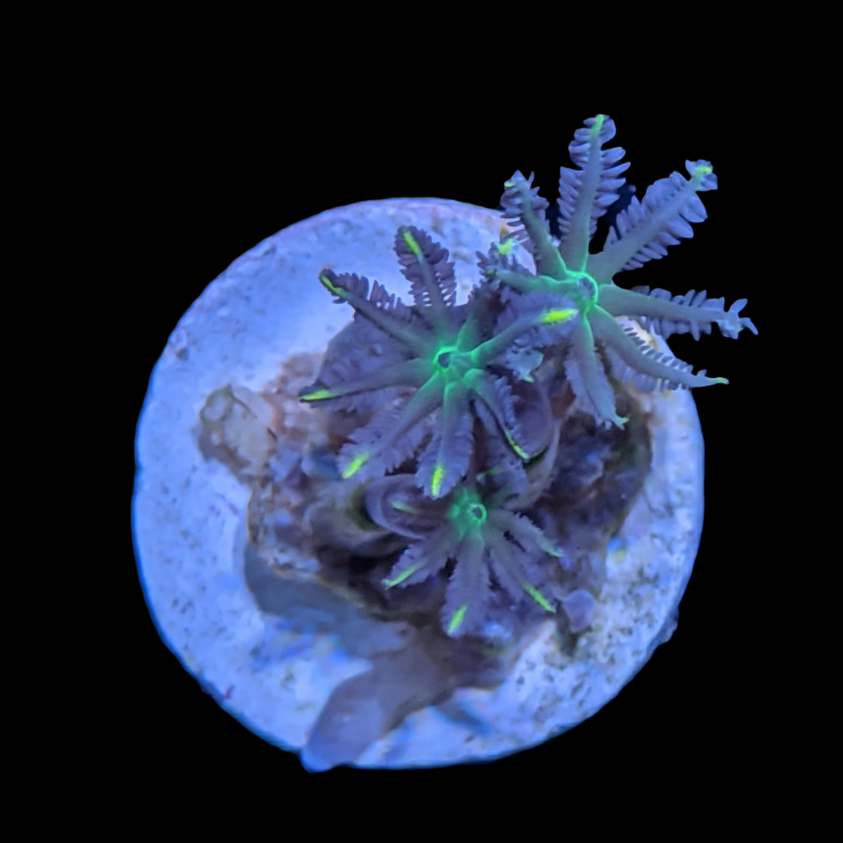 Clove polyps