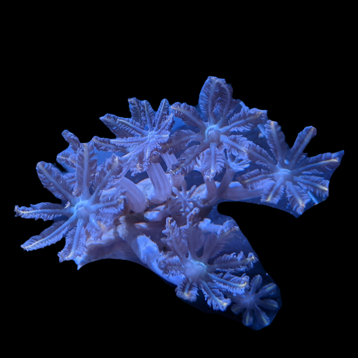 Clove polyps