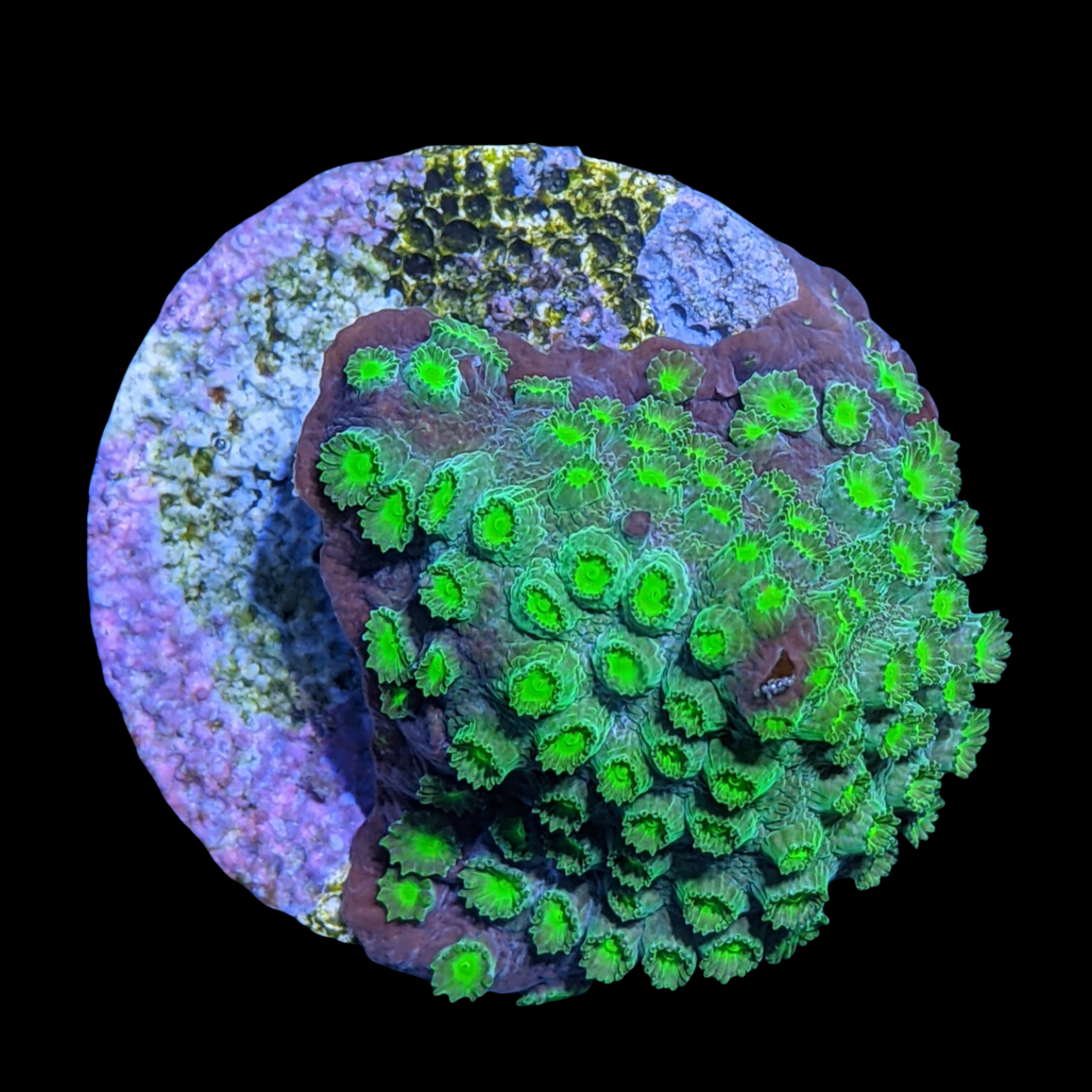 Green Cyphastrea
