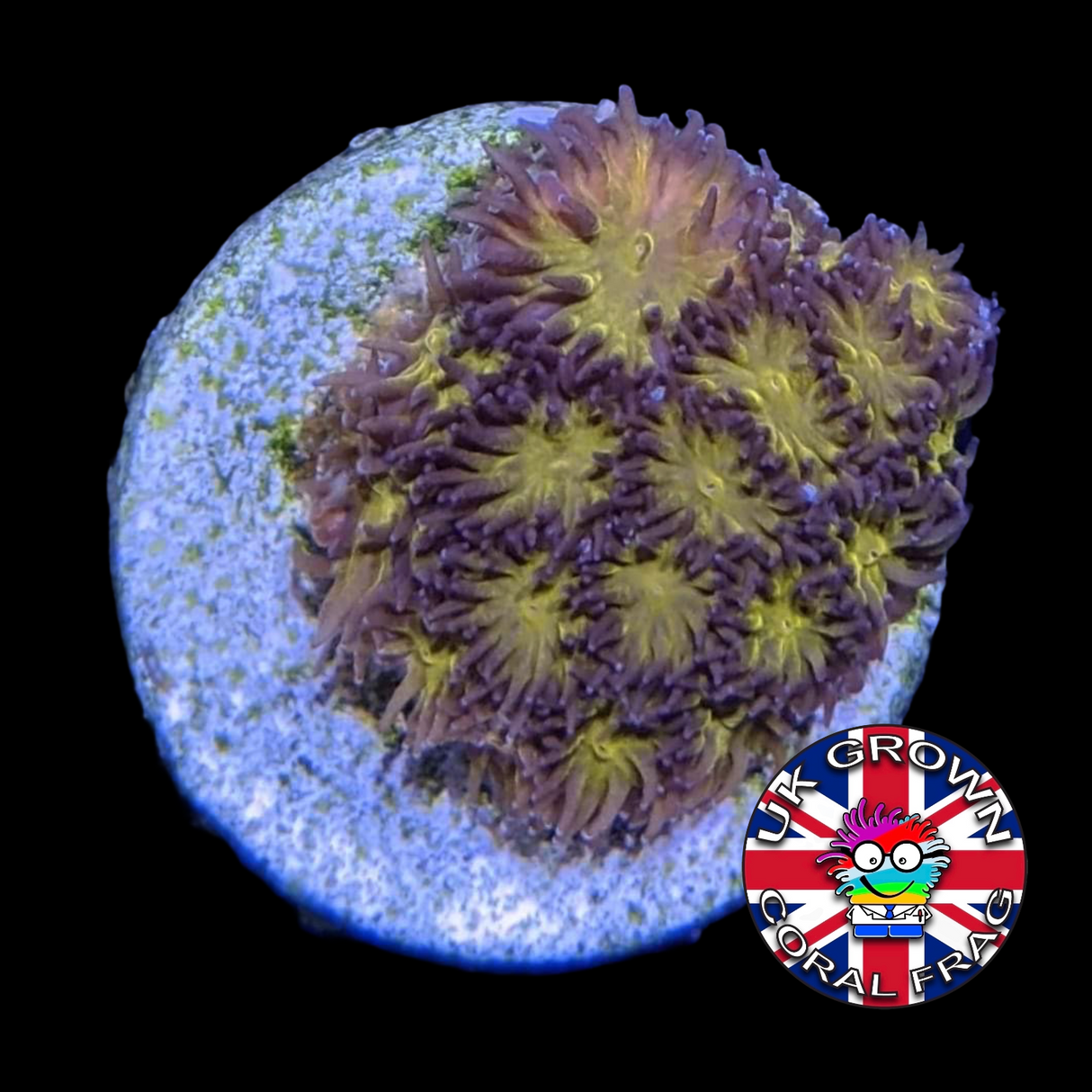 Orange Leptastrea Frag (UK Grown)