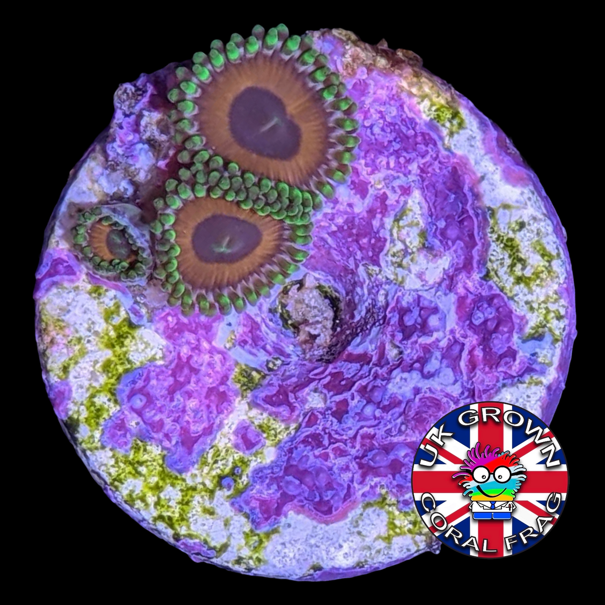 Eagle Eyes Zoa Frag (UK Grown)