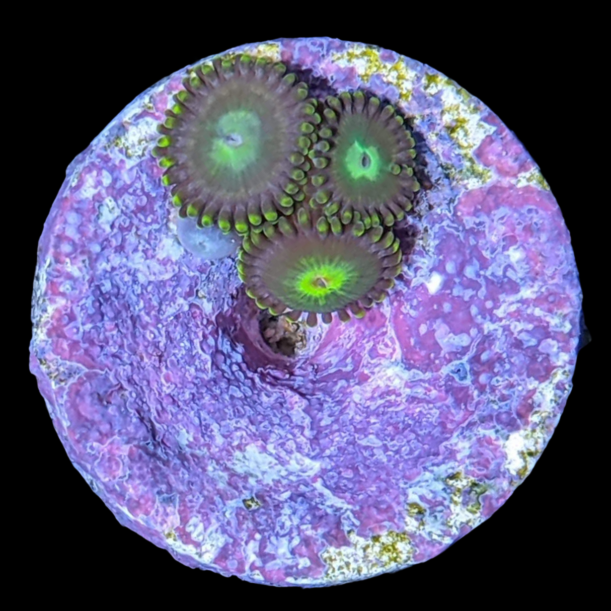 John Deere Zoa Frag