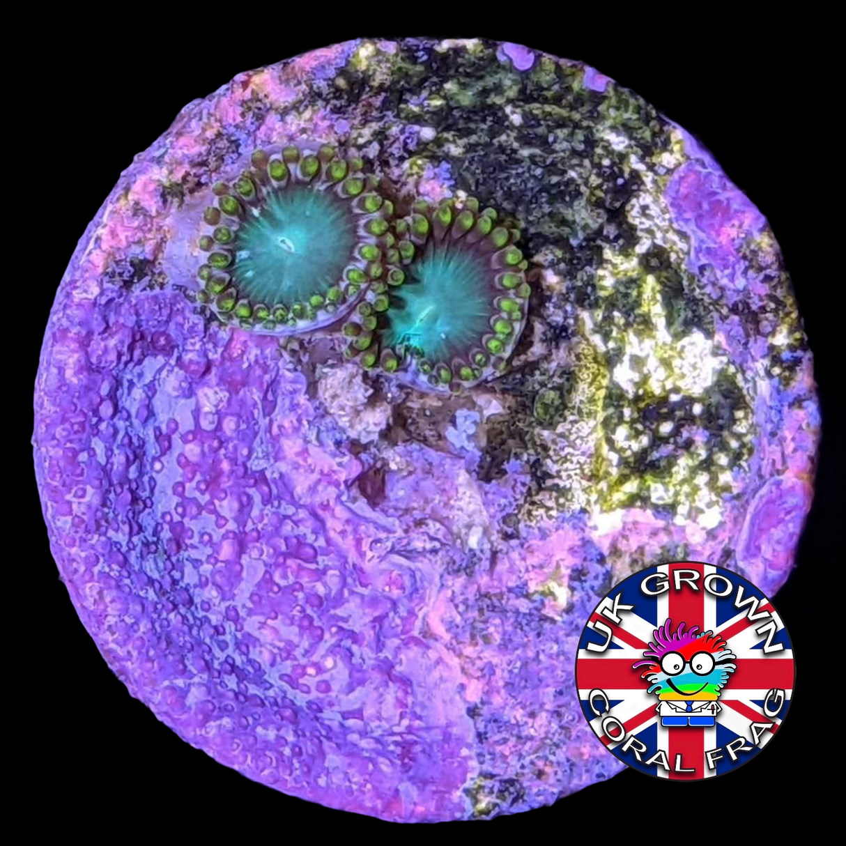 Radioactive Dragons Eyes Zoa Frag (UK Grown)