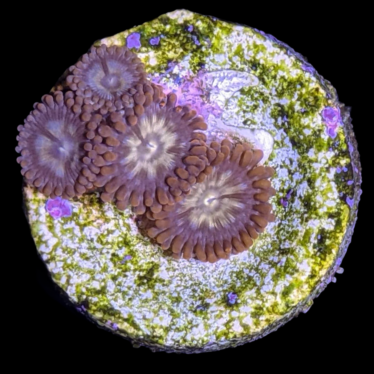 Pin Wheel Zoa Frag