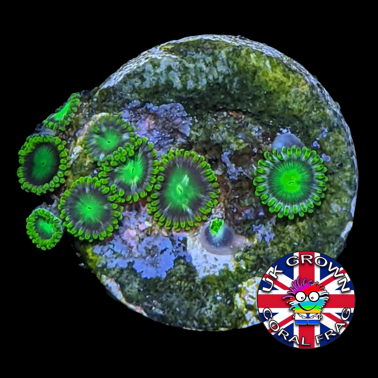 Radioactive Dragons Eyes Zoa Frag (UK Grown)